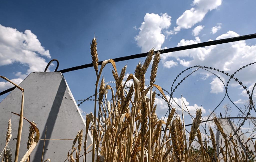 Аграрії завершили збір пшениці в Україні