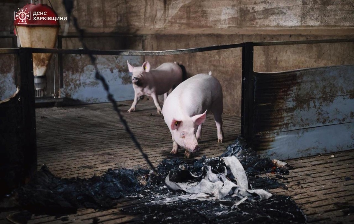 Атака “шахедів”: на Харківщині загинули 13 тисяч свиней