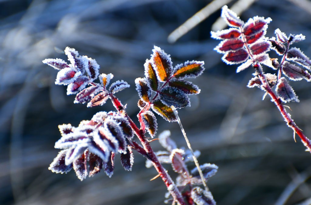 Дощі та нічні заморозки: погода на початок тижня