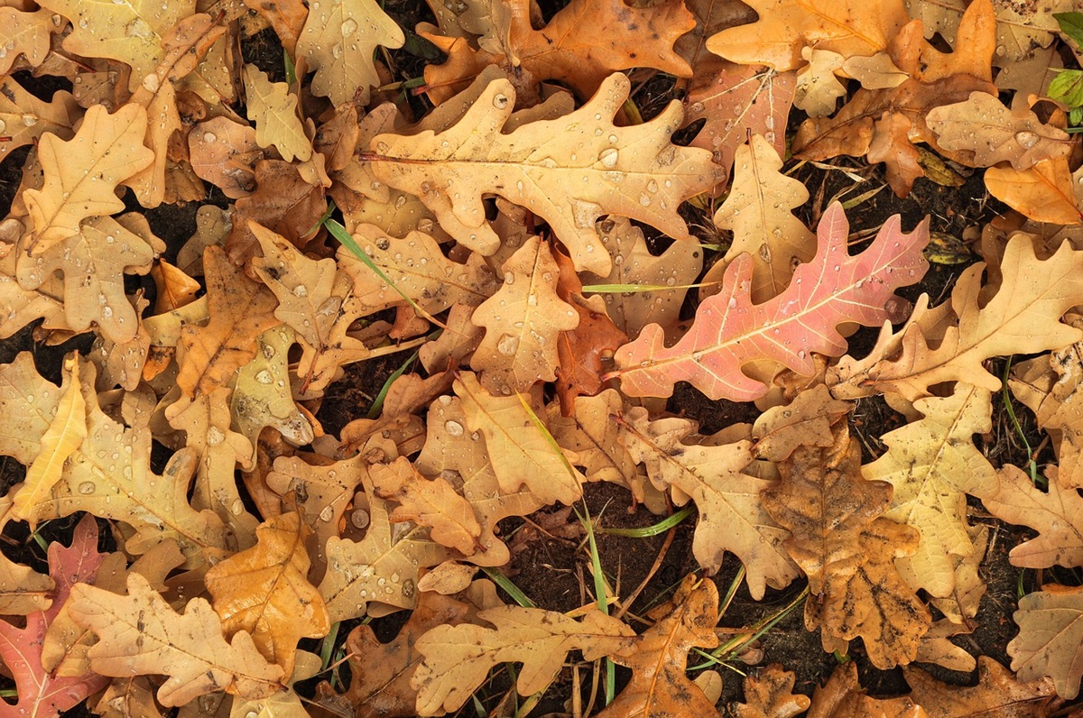 Гороскоп для всіх знаків зодіаку на 24 жовтня 2025 року