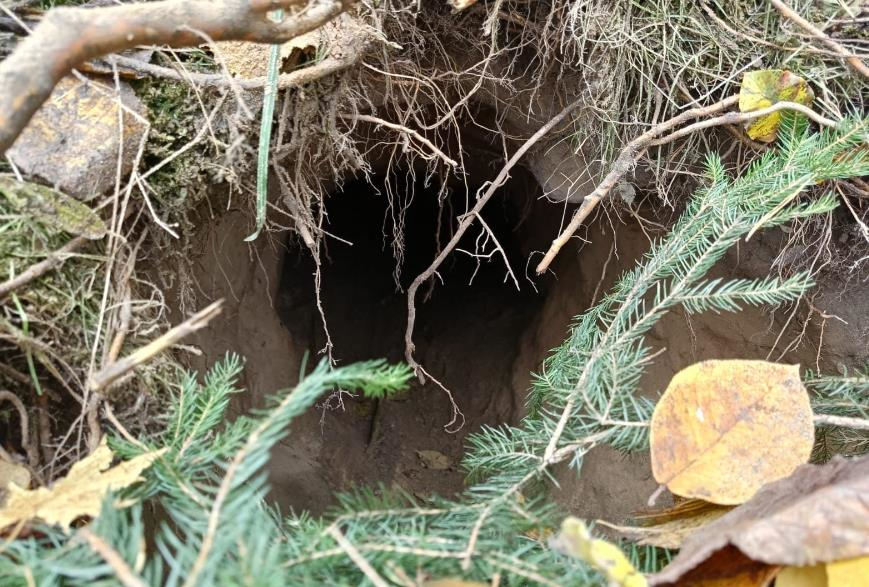 На кордоні між Польщею та Білоруссю виявили тунель