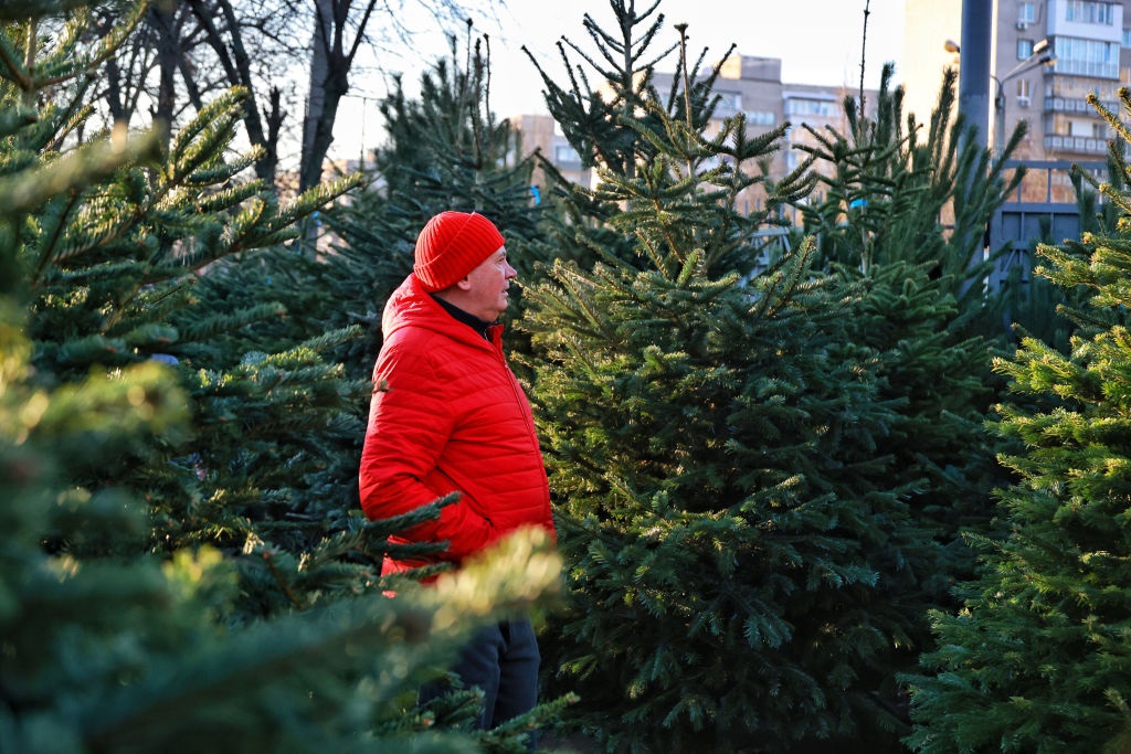 Новини України - В України утричі збільшили штраф за вирубку хвойних