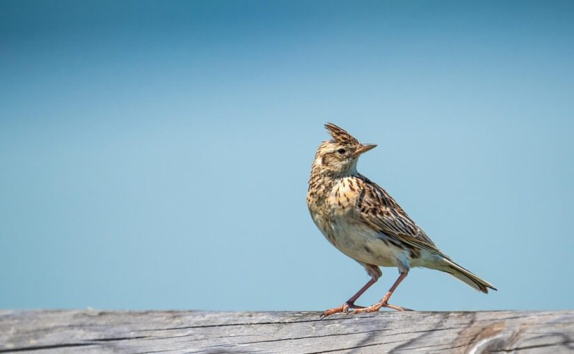 Свята 9 березня 2026: традиції, факти, що не можна робити