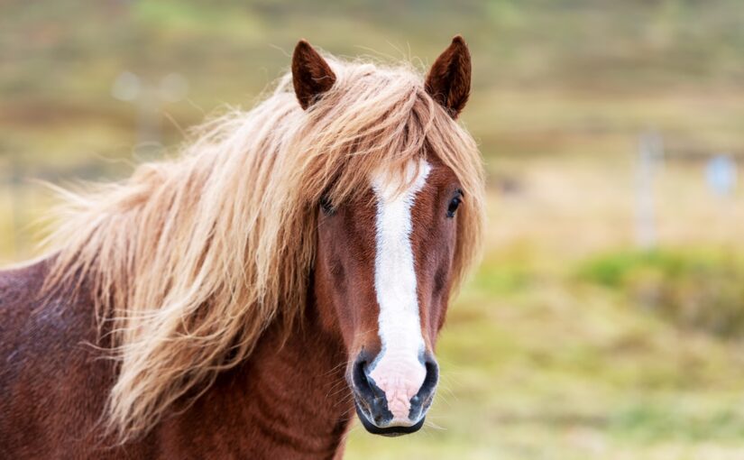 У Кривому Розі кінь втік із ферми та потрапив під авто