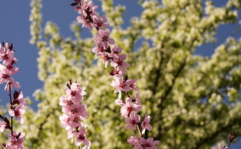 До половини врожаю кісточкових втрачено – Укргідрометцентр