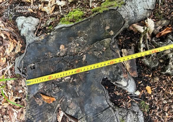 На Прикарпатті вивлено незаконну рубку дерев майже 387 млн грн