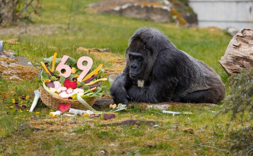 Найстаріша горила світу відсвяткувала 69-річчя