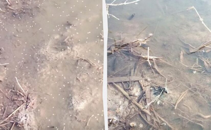 В Одеській області зафіксовано мільярди комарів